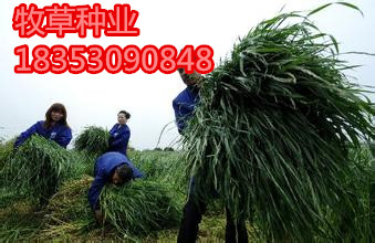 江西省九江大力士甜高粱批发养牛牧草品种