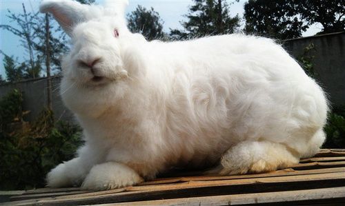 长毛兔长毛兔安徽长毛兔长毛兔多少钱一只