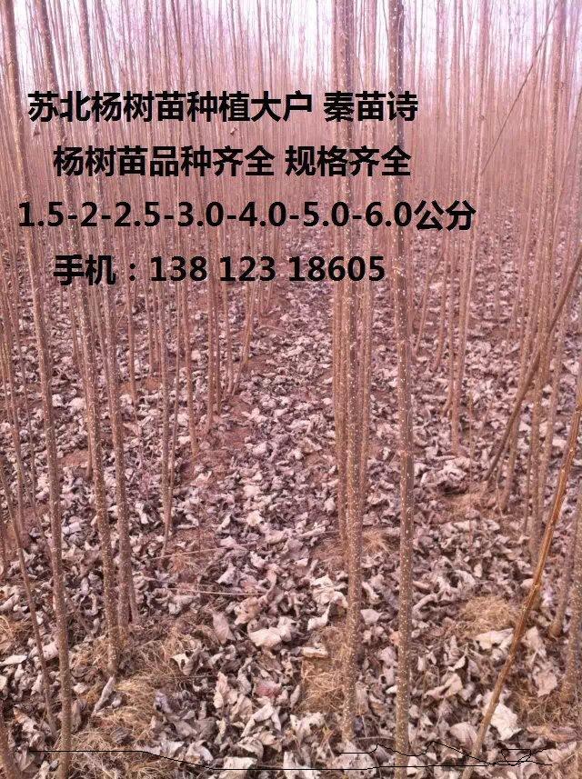 107杨树苗种植技术