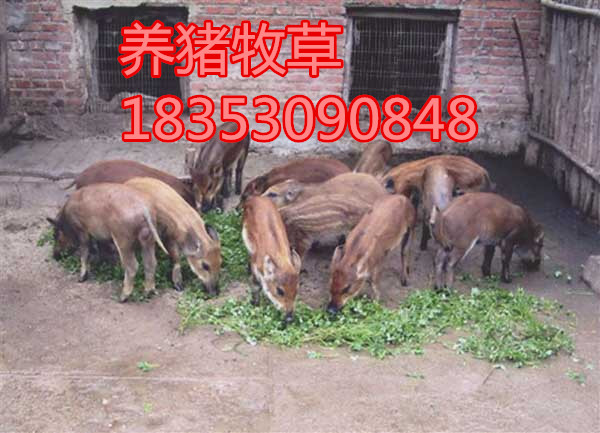 平山县哪里卖冬季养羊牧草种子多少钱一斤
