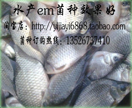 养虾养鱼水产养殖菌种
