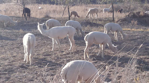 羊驼租赁养殖销售观光