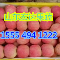 山东红富士苹果产地价格