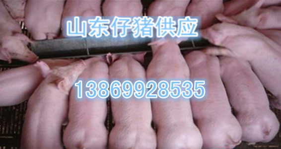 山东省2016仔猪养殖场价格