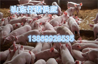2016年山东省仔猪供应价格