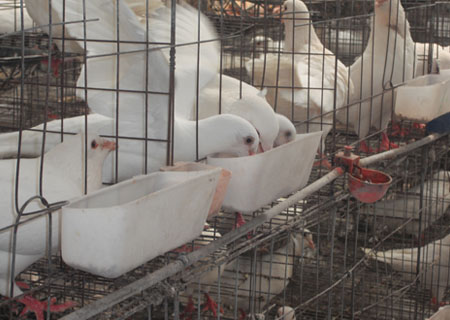 贵州种鸽养殖场在哪种鸽养殖场在哪种鸽养殖技术