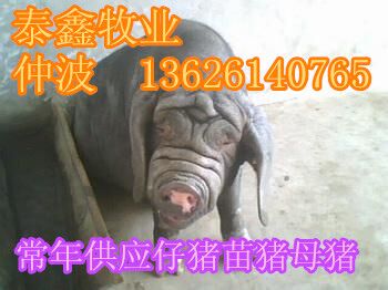 太湖母猪纯种太湖母猪原种太湖母猪哪里有出售