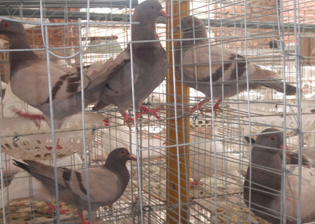 淑女鸽的经济效益淑女鸽养殖场基地淑女种鸽养殖厂