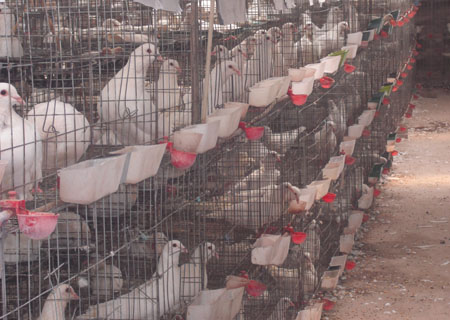 种鸽养殖场在哪种鸽养殖技术种鸽养殖网