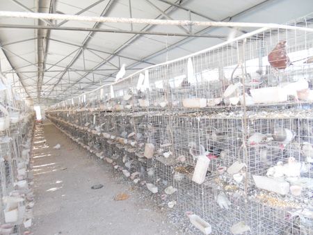 贵州100对种鸽价格正规种鸽养殖场在哪种鸽防疫程序