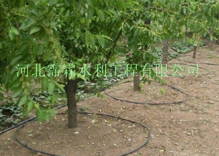 果树滴灌-河北霈霖厂家|果园滴水毛管