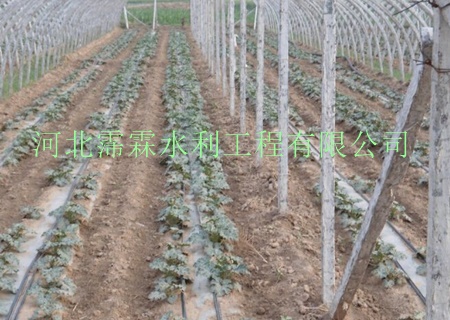 水肥一体化工程|孝感汉川市茄子滴灌带|滴水扁管报价