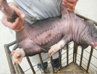 产仔量最多最好饲养的太湖母猪