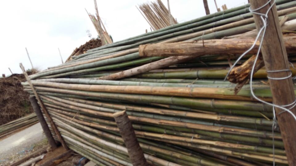 竹子北京哪里卖竹竿的厂家