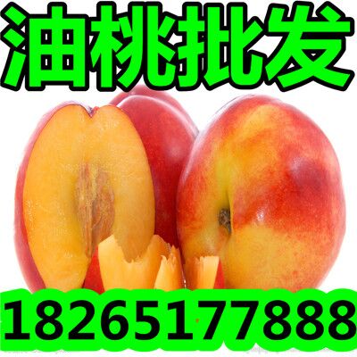 【油桃】现在山东油桃多钱一斤
