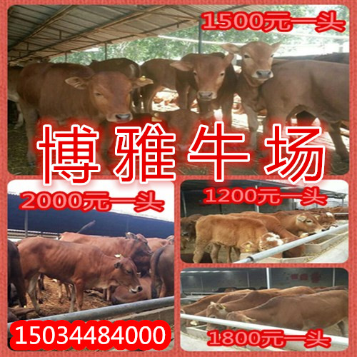 贵州肉牛养殖场