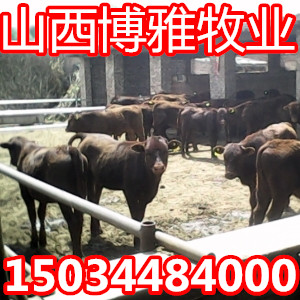 贵州肉牛养殖场