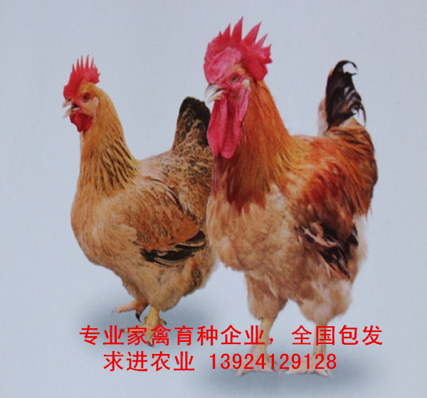 K9鸡苗出售,国内专业K9鸡种批发,广东K9鸡苗价格