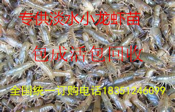 四川龙虾价格重庆小龙虾价格种虾批发价格