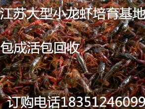 四川龙虾价格重庆小龙虾价格种虾批发价格