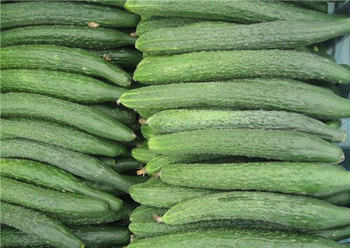 蔬菜批发市场|蔬菜批发|田润蔬菜批发市场