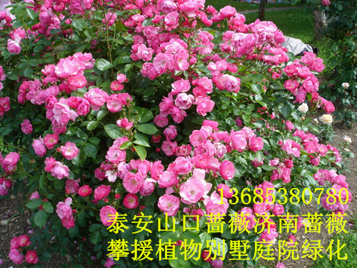 庭院别墅绿篱植物蔷薇