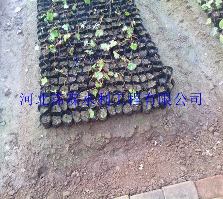 滴灌厂家直销微喷头 鹤壁山城区西红柿倒挂微喷头