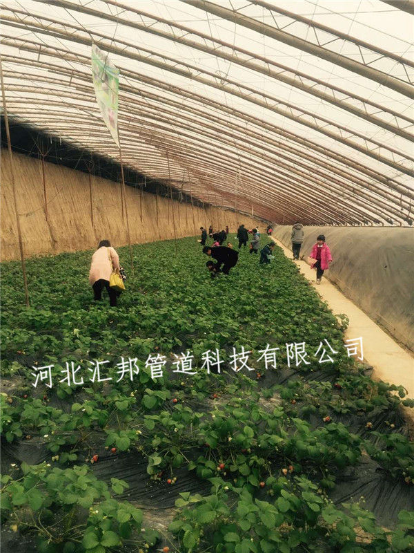 河北草莓立体种植槽厂家