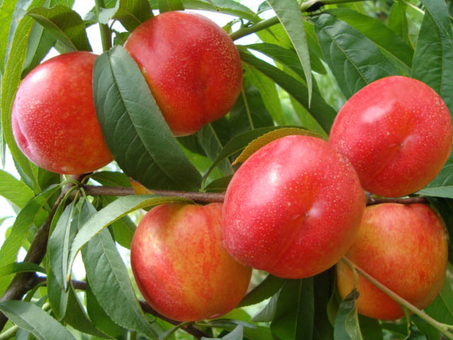 临沂品种:油桃