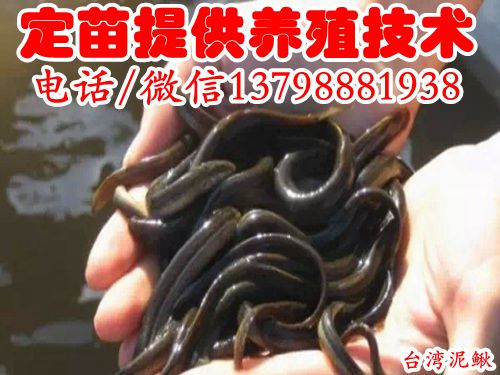 阳东县阳西县盈通公司供应鲜活泥鳅养殖指导服务
