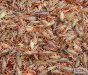 扬州哪里有龙虾苗养殖基地淮安龙虾苗现在多少钱一斤