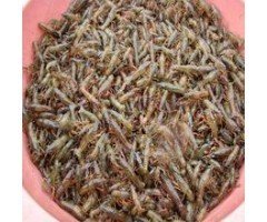 滁州龙虾苗价格龙虾苗养殖技术