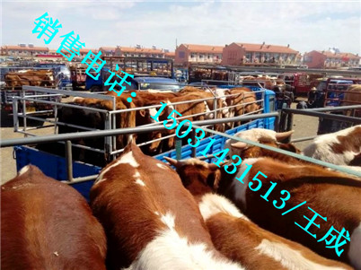 华北牲畜交易中心提供肉牛犊种苗图片