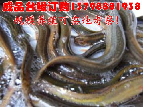 乌恰县精河县鲜活美味泥鳅,特色水产鲜活淡水小泥鳅