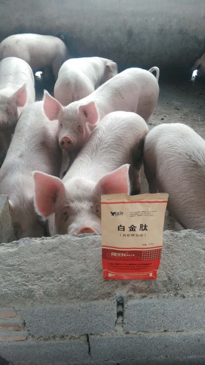 猪吃什么催肥快--白金肽肥猪专用--特价