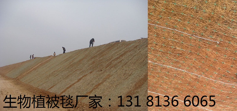 内蒙古环保草毯 抗冲生物毯河岸防护 生态毯 稻草植被毯厂家