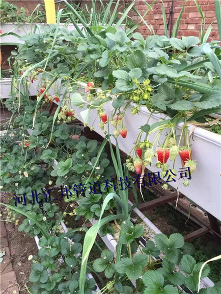 石家庄草莓种植槽厂家