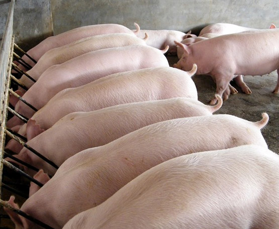 猪催肥用什么药好猪催肥增重特效专用药