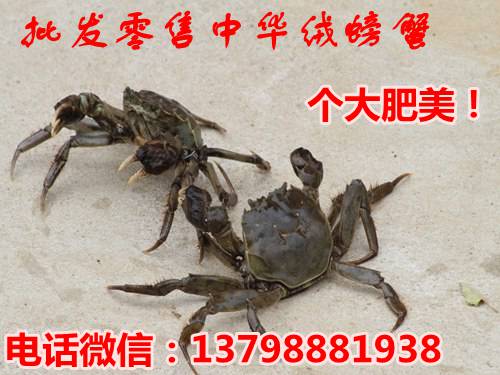 清镇瓮安荔波福泉螃蟹养殖,螃蟹孵化设备