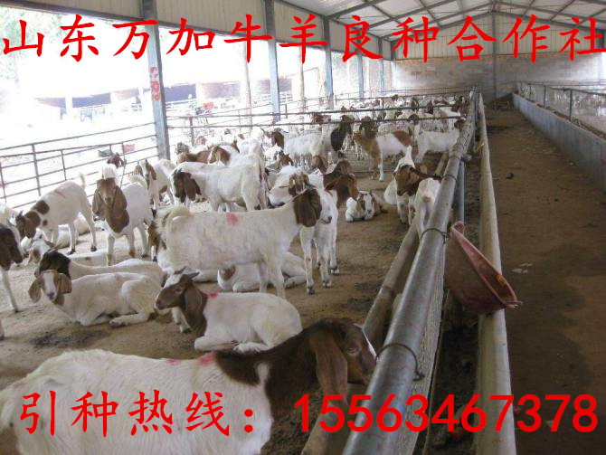 杜泊羊市场价格