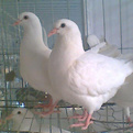 今日白羽王种鸽价格,白羽王肉鸽养殖成本