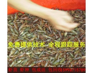 优质龙虾苗供应免费提供养殖技术