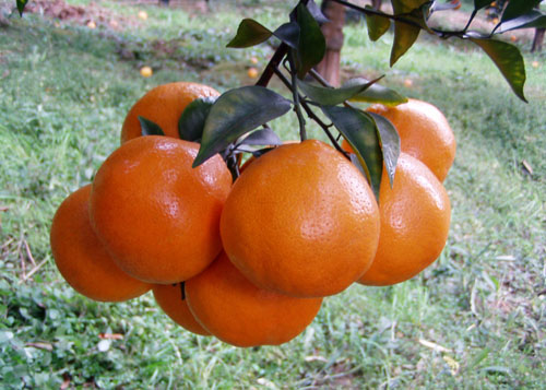 重庆柑橘树苗管理,重庆柑橘树苗销售,重庆柑橘树苗厂家
