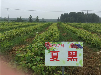 萧县大沙河生态园供应优质夏黑葡萄苗