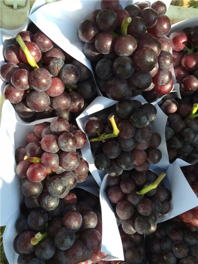 萧县大沙河生态园供应优质新鲜夏黑葡萄