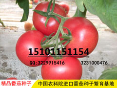 进口番茄种子,优质番茄种子价格,进口番茄种子供应