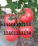 高产大果番茄种子,抗病番茄种了,番茄种子价格