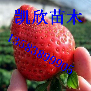 章姬草莓苗病虫害防治