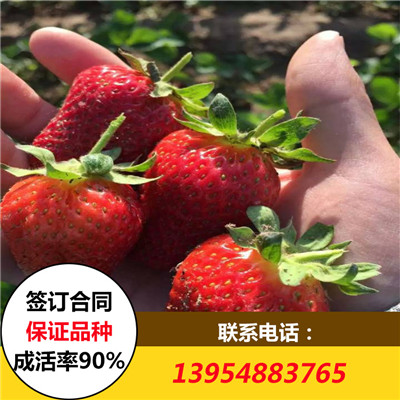 基地供应草莓苗 当年结果草莓苗价格