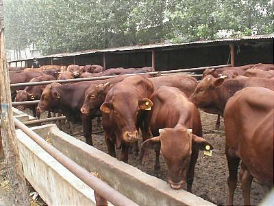忻州牛犊:出售利木赞牛